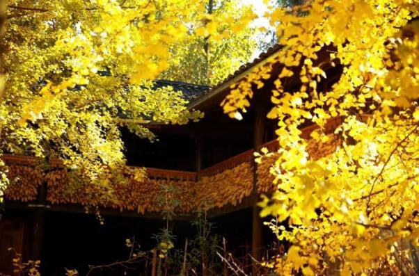 在最美的季節遇見你 雅居樂“上山下?！斌w驗行